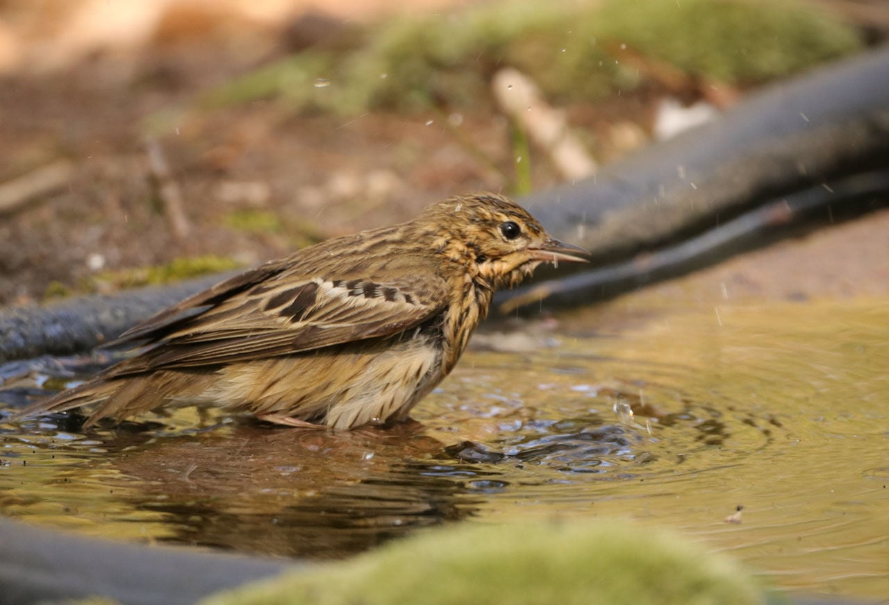 Tuinvogels in de zomer in je tuin Tuinvogels in de zomer in je tuin